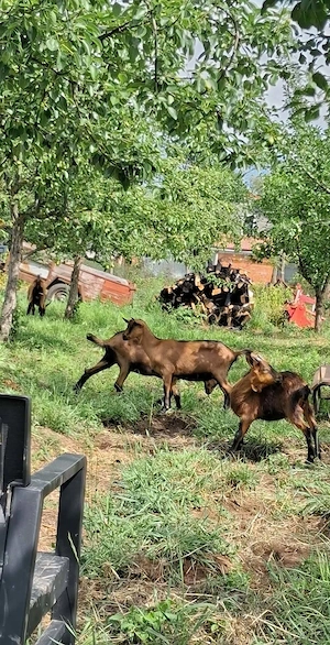 3iedute+tapisor alpin francez+ capra românească 3000 ron
