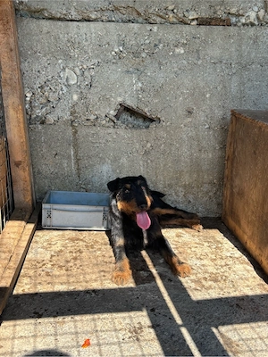 mascul jagdterrier