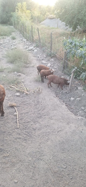Porci si purcei mangalița de vanazare !  - imagine 3
