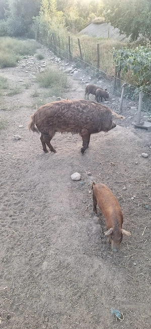 Porci si purcei mangalița de vanazare !  - imagine 5