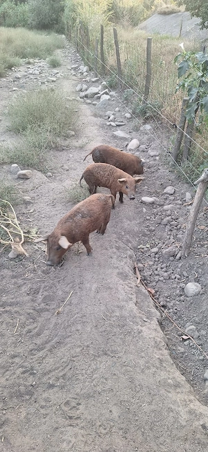 Porci si purcei mangalița de vanazare !  - imagine 4