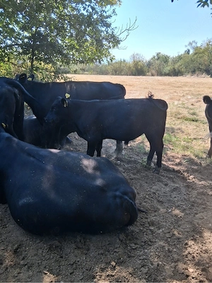 Vand viței Black Angus 