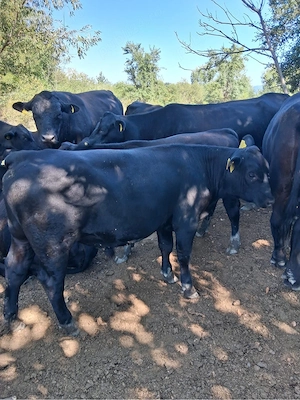 Vand viței Black Angus  - imagine 4
