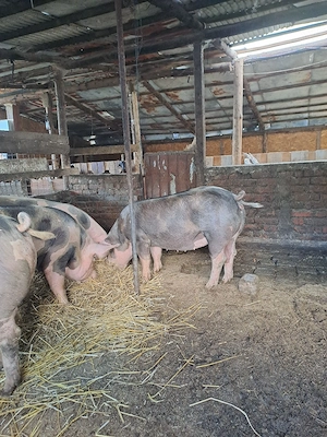 porci de vanzare - imagine 3
