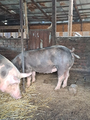 porci de vanzare - imagine 2
