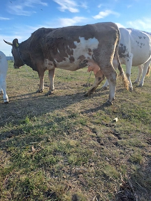 vaca cu lapte de vanzare