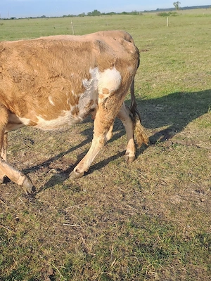 vaca cu lapte de vanzare - imagine 2