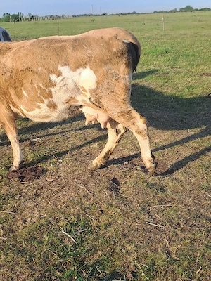 vaca cu lapte de vanzare - imagine 3