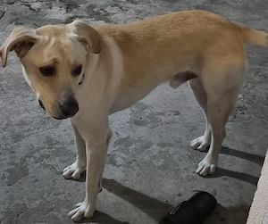 Donez un caine de talie mare pentru o familie varsta 2 ani iar ca rasa este labrador corcit.