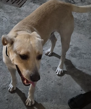Donez un caine de talie mare pentru o familie varsta 2 ani iar ca rasa este labrador corcit. - imagine 2