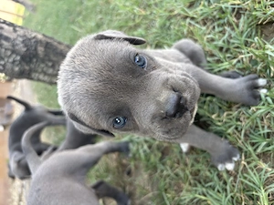 Pui Cane Carso 6 saptamani 