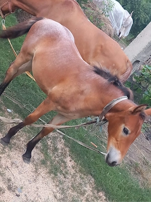 Mânză de vanzare 