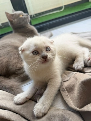 Fetite British Shorthair - imagine 2