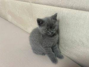 pui british shorthair - imagine 4