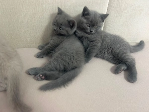 pui british shorthair - imagine 5