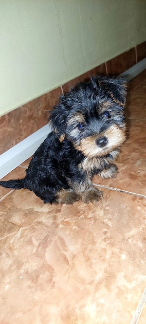 Yorkshire Terrier  3 luni jumate - imagine 3