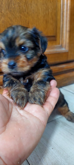 Yorkshire Terrier  3 luni jumate - imagine 2