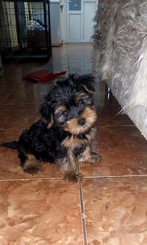 Yorkshire Terrier  3 luni jumate