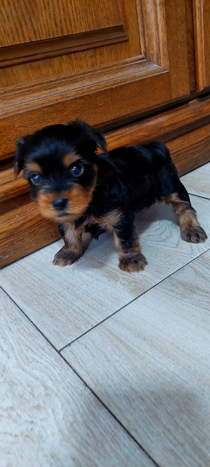 Yorkshire Terrier  3 luni jumate - imagine 5