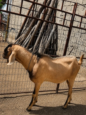 Vând țap anglo nubian 