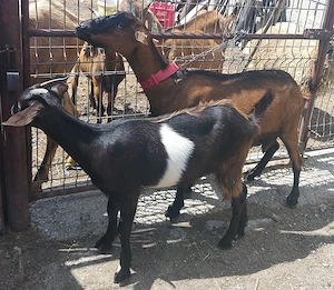 Vând doua capre tinere bune de lapte
