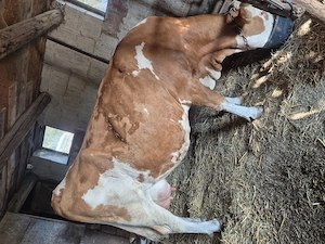 Vaca f buna de lapte