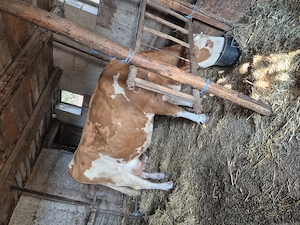 Vaca f buna de lapte - imagine 2