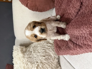 Vând puiuți cocker spaniel 