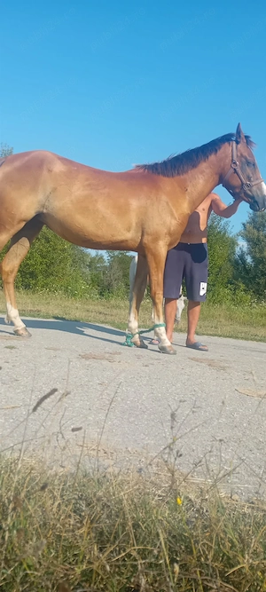vand manza pur sânge arab de 3 ani 