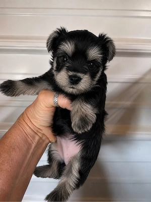 Yorkshire Terrier Mini Toy