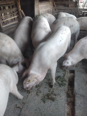 Porci  pentru Crăciun  - imagine 3