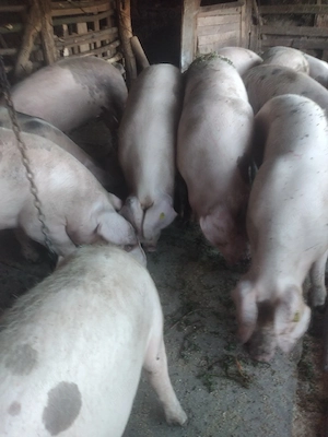 Porci  pentru Crăciun 