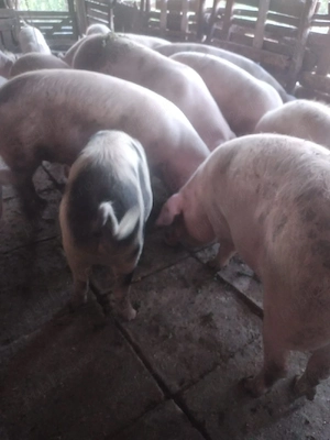 porci pentru craciun