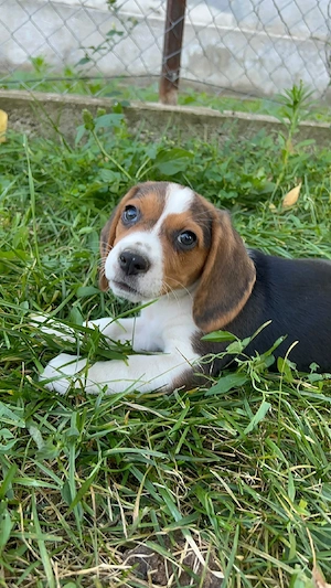 Beagle tricolor 