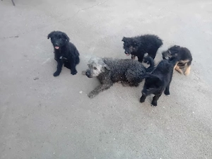 vand căței de întors oile 
