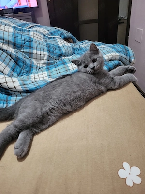 Motănel british shorthair 4 luni, vaccinat si deparazitat  cu carnețel. - imagine 2