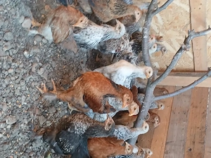 vand pui țărănești încălțați!!