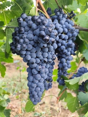 Vând struguri roșii pentru vin