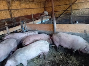 vand porci Marele alb si Duroc  - imagine 4