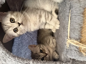 British Shorthair silver Tabby  - imagine 2