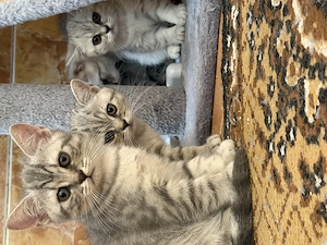 British Shorthair silver Tabby  - imagine 5