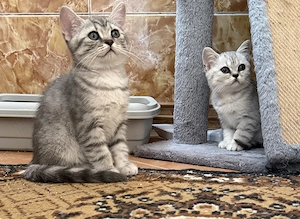 British Shorthair silver Tabby  - imagine 4