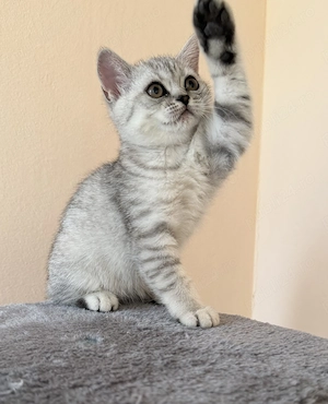 British Shorthair silver Tabby 