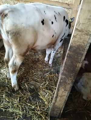 Vând tauras holstein vârsta 8 luni 