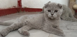 Scottish Fold lilac  - imagine 4
