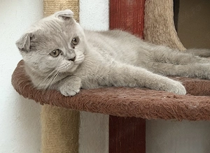 Scottish Fold lilac 