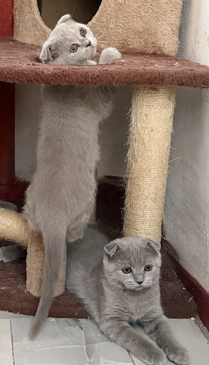 Scottish Fold lilac  - imagine 3