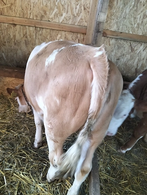 Vând vițea de 8 luni 