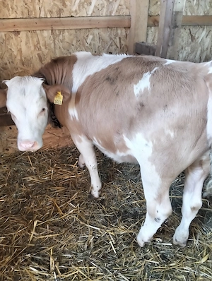 Vând vițea Bălțata românească de 8 luni  - imagine 3