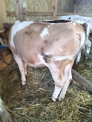 Vând vițea Bălțata românească de 8 luni  - imagine 4